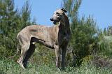 GREYHOUND 153